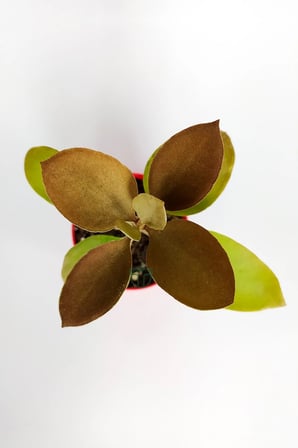 Kalanchoe Orgyalis Gold Kalanşo Çiçeği Copper Golden Spoons 8.5 cm Kırmızı Saksıda