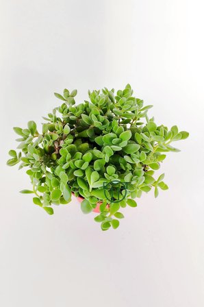 Crassula Rogersii sarkan sukulent minik yeşil kadife yapraklı 8.5 kırmızı saksıda