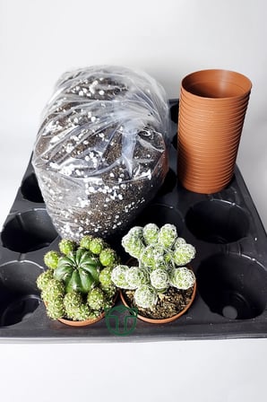 Kaktüs Çoğaltma ve Yetiştirme Seti – 2 Bol Yavrulu Kaktüs + 20 Saksı + 20’li Viyol + 1 Litre Toprak