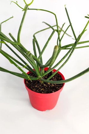 Euphorbia Tirucalli Kalem Kaktüs Özel Tür Nadide Kaktus Tekli Kaktüs 8.5 cm Saksıda