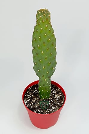 Consolea Rubescens ince uzun kaktüs özel tür yassı sütun 8.5 cm kırmızı saksıda