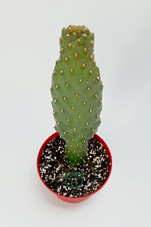 Consolea Rubescens ince uzun kaktüs özel tür yassı sütun 8.5 cm kırmızı saksıda