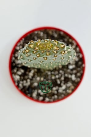 Consolea Rubescens ince uzun kaktüs özel tür yassı sütun 8.5 cm kırmızı saksıda