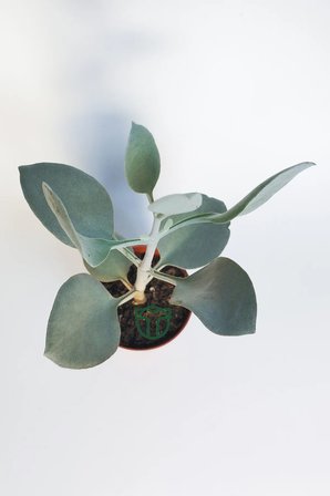 Kalanchoe Bracteata (Hildebrandtii) gümüş kaşık sukulent