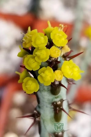Euphorbia Aeruginosa özel tür küçük sarı çiçek veren sütleğen mavi gövdeli kaktüs