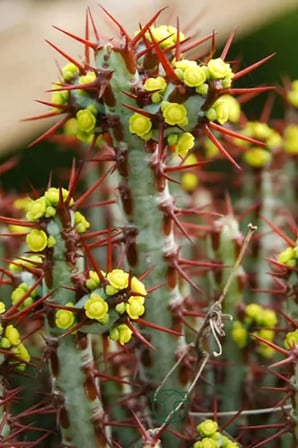 Euphorbia Aeruginosa özel tür küçük sarı çiçek veren sütleğen mavi gövdeli kaktüs