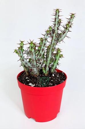 Euphorbia Aeruginosa özel tür küçük sarı çiçek veren sütleğen mavi gövdeli kaktüs