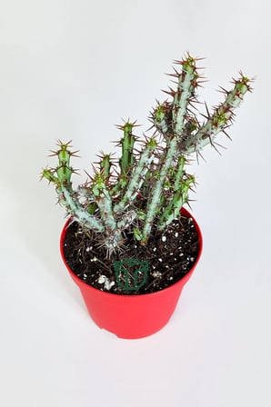 Euphorbia Aeruginosa özel tür küçük sarı çiçek veren sütleğen mavi gövdeli kaktüs