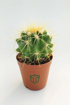 Echinocactus Grusonii Altın Fıçı Kaktüsü TOPTAN 45 Adet (1 Viyol 5.5 cm Saksıda)