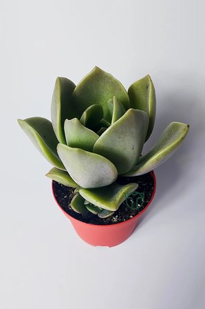 Graptopetalum – Renk Geçişli Etli Yapraklı Sukulent 8.5 cm Saksıda