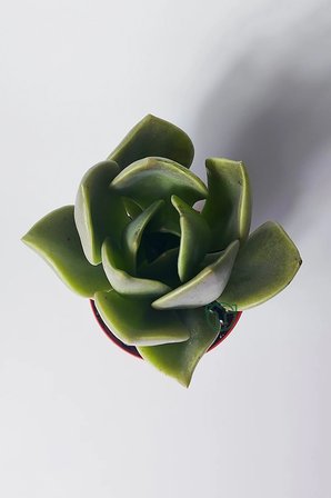 Graptopetalum – Renk Geçişli Etli Yapraklı Sukulent 8.5 cm Saksıda