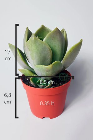 Graptopetalum – Renk Geçişli Etli Yapraklı Sukulent 8.5 cm Saksıda