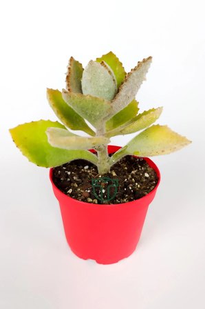 Kalanchoe Beharensis Fang kadife yapraklı sukulent 8.5 cm saksıda