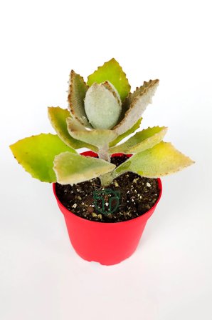 Kalanchoe Beharensis Fang kadife yapraklı sukulent 8.5 cm saksıda