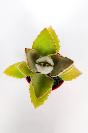 Kalanchoe Beharensis Fang kadife yapraklı sukulent 8.5 cm saksıda