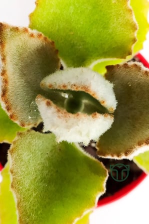 Kalanchoe Beharensis Fang kadife yapraklı sukulent 8.5 cm saksıda