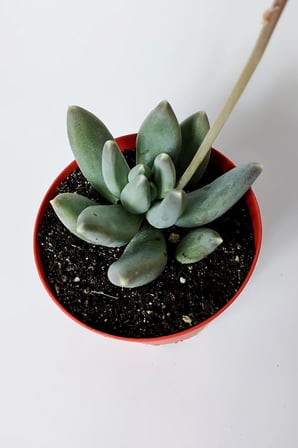 Pachyphytum Diamond dekoratif etli yapraklı sukulent 8.5 kırmızı saksıda
