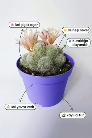Rebutia Sunrise – Bol Yavrulu Çiçek Açan Kaktüs – 8.5 cm Saksıda