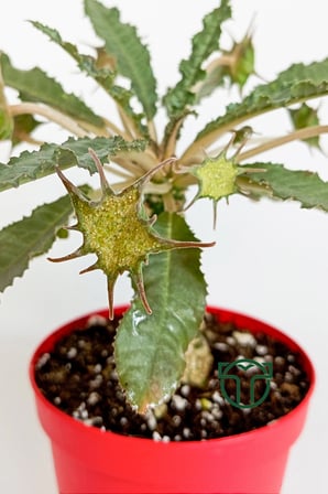 Dorstenia Foetida koleksiyon sukulent 8.5 cm saksıda