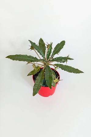 Dorstenia Foetida koleksiyon sukulent 8.5 cm saksıda
