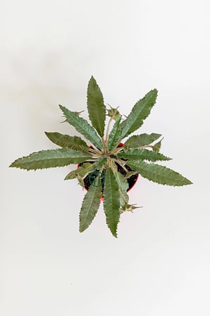 Dorstenia Foetida koleksiyon sukulent 8.5 cm saksıda