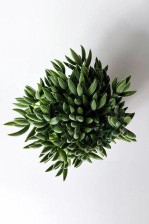 Crassula Jade Mesembryanthemoides kolay bakım sukulent 8.5 cm saksıda