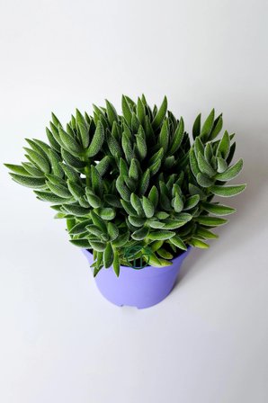 Crassula Jade Mesembryanthemoides kolay bakım sukulent 8.5 cm saksıda