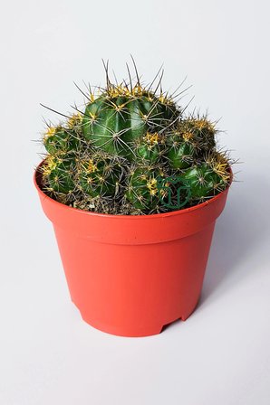 Çok yavrulu kaktüs Lobivia Maximiliana 8.5 cm saksıda