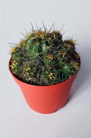 Çok yavrulu kaktüs Lobivia Maximiliana 8.5 cm saksıda