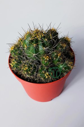 Çok yavrulu kaktüs Lobivia Maximiliana 8.5 cm saksıda