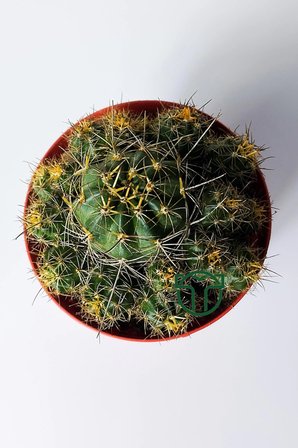 Çok yavrulu kaktüs Lobivia Maximiliana 8.5 cm saksıda