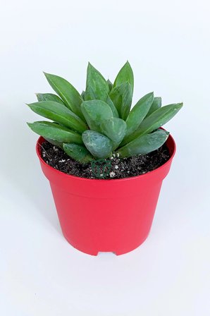 Haworthia Cuspidata yıldız sukulent - star window - yeşil gül - 8.5 cm saksıda