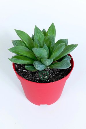 Haworthia Cuspidata yıldız sukulent - star window - yeşil gül - 8.5 cm saksıda