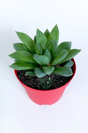 Haworthia Cuspidata yıldız sukulent - star window - yeşil gül - 8.5 cm saksıda