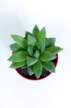 Haworthia Cuspidata yıldız sukulent - star window - yeşil gül - 8.5 cm saksıda