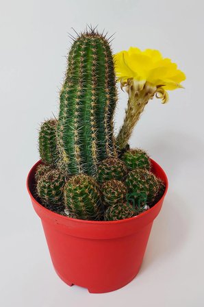 Lobivia Aurea v.Shaferi bol yavrulu kaktüs 8.5 cm saksıda
