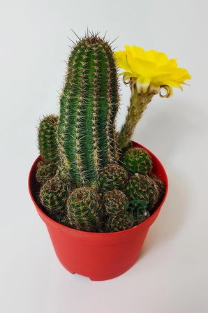 Lobivia Aurea v.Shaferi bol yavrulu kaktüs 8.5 cm saksıda