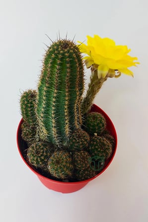 Lobivia Aurea v.Shaferi bol yavrulu kaktüs 8.5 cm saksıda
