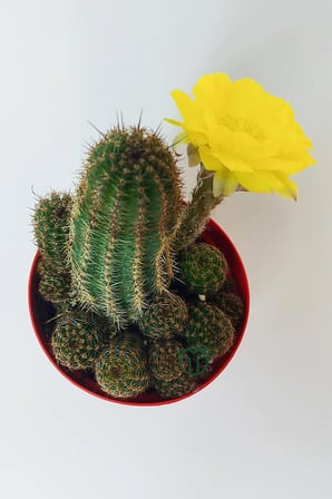 Lobivia Aurea v.Shaferi bol yavrulu kaktüs 8.5 cm saksıda