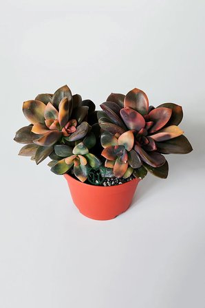 Echeveria Chroma Variegata – Koleksiyonluk Renkli Sukulent