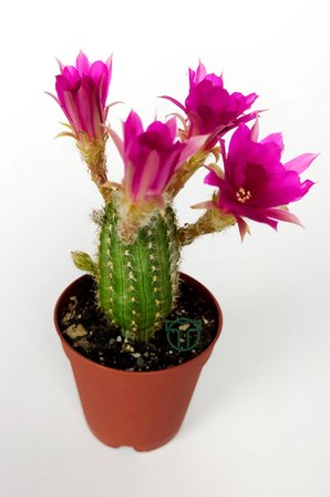 Yılan kaktüs fuşya çiçekli Pilosocereus Silvestrii Hibrit nadir özel tür