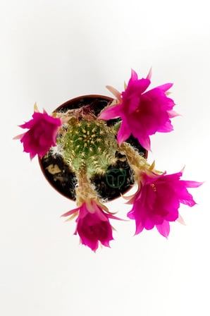 Yılan kaktüs fuşya çiçekli Pilosocereus Silvestrii Hibrit nadir özel tür