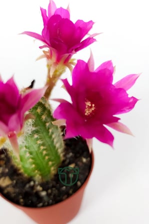 Yılan kaktüs fuşya çiçekli Pilosocereus Silvestrii Hibrit nadir özel tür