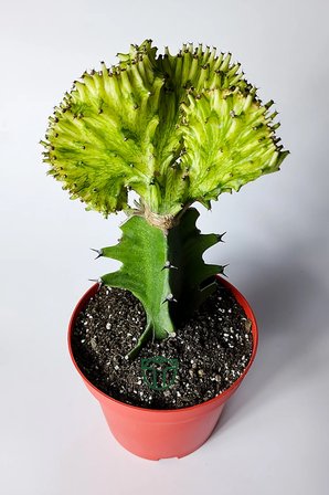 Koleksiyon Kaktüs Euphorbia Cristata Variegata Aşılı Nadir Geçişli 12 cm Saksıda