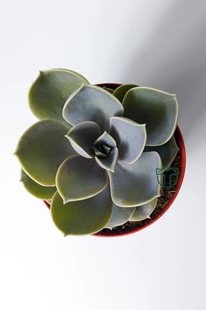 Echeveria Pollux rozet sukulent özel tür 8.5 kırmızı saksıda