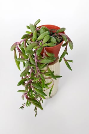 Sarkan sukulent Yakut Kolyesi çiçegi Othonna Capensis sarı çiçek verir 10 cm boy 5.5 cm saksıda
