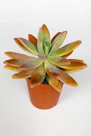 Graptosedum Francesco Baldi çabuk büyüyen sukulent turuncu pembe