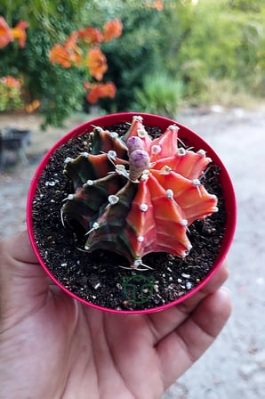 Gymnocalycium Mihanovichii Variegata köklü çok renkli kirmizi turuncu yeşil büyük boy koleksiyon kak
