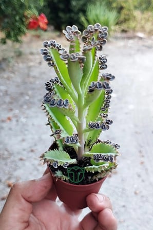 Binlerin anası gri aşkın gözyaşları çiçeği özel tür Kalanchoe Daigremontiana 5.5 cm saksıda
