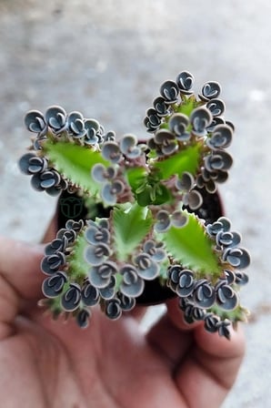 Binlerin anası gri aşkın gözyaşları çiçeği özel tür Kalanchoe Daigremontiana 5.5 cm saksıda